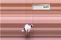 White_Elbony_First_Solo_Racing_2012_Czech_Greyhound_Racing_Federation.jpg