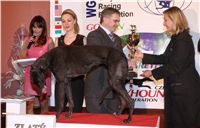 Golden_Greyhound_Awards_winners_Czech_Greyhound_Racing_Federation_FRH_7024.jpg