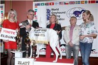 Golden_Greyhound_Awards_winners_Czech_Greyhound_Racing_Federation_FRH_7045.jpg