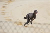 Second_Dual_Racing_2012_Czech_Greyhound_Racing_Federation_DSC07324.JPG