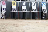 Second_Dual_Racing_2012_Czech_Greyhound_Racing_Federation_DSC07328.JPG