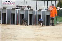 Second_Dual_Racing_2012_Czech_Greyhound_Racing_Federation_DSC07407.JPG