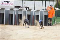 Second_Dual_Racing_2012_Czech_Greyhound_Racing_Federation_DSC07409.JPG