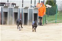 Second_Dual_Racing_2012_Czech_Greyhound_Racing_Federation_DSC07411.JPG