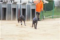 Second_Dual_Racing_2012_Czech_Greyhound_Racing_Federation_DSC07412.JPG