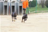 Second_Dual_Racing_2012_Czech_Greyhound_Racing_Federation_DSC07413.JPG