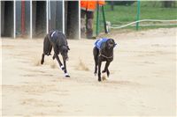 Second_Dual_Racing_2012_Czech_Greyhound_Racing_Federation_DSC07414.JPG