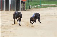 Second_Dual_Racing_2012_Czech_Greyhound_Racing_Federation_DSC07415.JPG