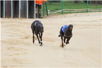 Second_Dual_Racing_2012_Czech_Greyhound_Racing_Federation_DSC07416.JPG