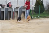 Second_Dual_Racing_2012_Czech_Greyhound_Racing_Federation_DSC07456.JPG