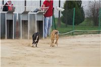 Second_Dual_Racing_2012_Czech_Greyhound_Racing_Federation_DSC07457.JPG