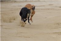 Second_Dual_Racing_2012_Czech_Greyhound_Racing_Federation_DSC07462.JPG