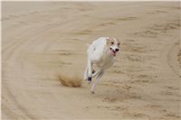 Second_Dual_Racing_2012_Czech_Greyhound_Racing_Federation_DSC07543.JPG