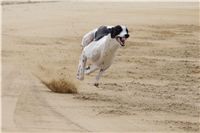 Second_Dual_Racing_2012_Czech_Greyhound_Racing_Federation_DSC07553.JPG