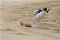 Second_Dual_Racing_2012_Czech_Greyhound_Racing_Federation_DSC07555.JPG