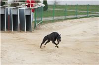 Second_Dual_Racing_2012_Czech_Greyhound_Racing_Federation_DSC07571.JPG