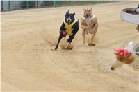 Second_Dual_Racing_2012_Czech_Greyhound_Racing_Federation_DSC07629.JPG