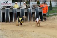 Second_Dual_Racing_2012_Czech_Greyhound_Racing_Federation_DSC_4145.JPG