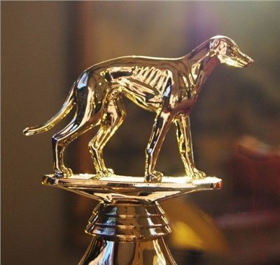 Golden_Greyhound_Czech_Greyhound_Racing_Federation_DSC07161-l-JPG.jpg