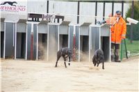 Second_Dual_Racing_2012_Czech_Greyhound_Racing_Federation_DSC07410.JPG