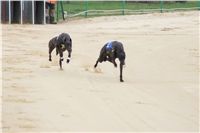 Second_Dual_Racing_2012_Czech_Greyhound_Racing_Federation_DSC07417.JPG