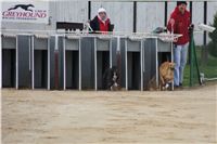 Second_Dual_Racing_2012_Czech_Greyhound_Racing_Federation_DSC07452.JPG