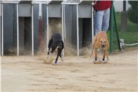 Second_Dual_Racing_2012_Czech_Greyhound_Racing_Federation_DSC07455.JPG