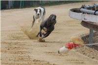 Second_Dual_Racing_2012_Czech_Greyhound_Racing_Federation_DSC07492.JPG