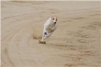 Second_Dual_Racing_2012_Czech_Greyhound_Racing_Federation_DSC07541.JPG