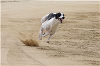 Second_Dual_Racing_2012_Czech_Greyhound_Racing_Federation_DSC07553.JPG