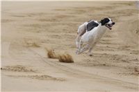 Second_Dual_Racing_2012_Czech_Greyhound_Racing_Federation_DSC07555.JPG