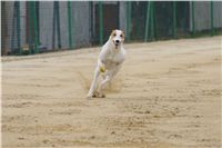 Second_Dual_Racing_2012_Czech_Greyhound_Racing_Federation_DSC07601.JPG