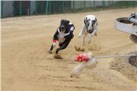 Second_Dual_Racing_2012_Czech_Greyhound_Racing_Federation_DSC07640.JPG