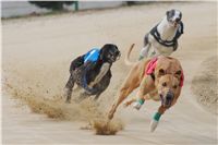 Third_Trial_Racing_2012_Czech_Greyhound_Racing_Federation_DSC07663.JPG