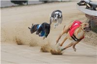 Third_Trial_Racing_2012_Czech_Greyhound_Racing_Federation_DSC07664.JPG