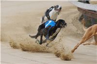 Third_Trial_Racing_2012_Czech_Greyhound_Racing_Federation_DSC07665.JPG