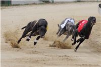 Third_Trial_Racing_2012_Czech_Greyhound_Racing_Federation_DSC07686.JPG