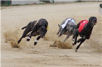 Third_Trial_Racing_2012_Czech_Greyhound_Racing_Federation_DSC07686.jpg