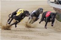 Third_Trial_Racing_2012_Czech_Greyhound_Racing_Federation_DSC07687.JPG