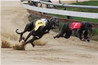 Third_Trial_Racing_2012_Czech_Greyhound_Racing_Federation_DSC07689.JPG