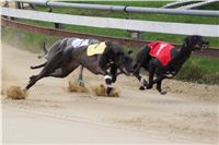 Third_Trial_Racing_2012_Czech_Greyhound_Racing_Federation_DSC07690.JPG