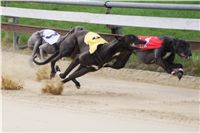 Third_Trial_Racing_2012_Czech_Greyhound_Racing_Federation_DSC07691.JPG