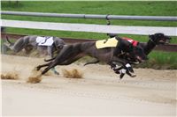 Third_Trial_Racing_2012_Czech_Greyhound_Racing_Federation_DSC07692.JPG