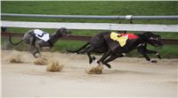 Third_Trial_Racing_2012_Czech_Greyhound_Racing_Federation_DSC07693.JPG