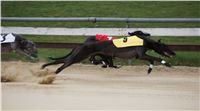 Third_Trial_Racing_2012_Czech_Greyhound_Racing_Federation_DSC07694.JPG