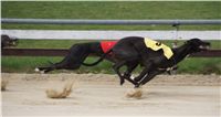 Third_Trial_Racing_2012_Czech_Greyhound_Racing_Federation_DSC07695.JPG