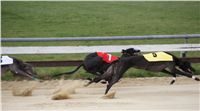 Third_Trial_Racing_2012_Czech_Greyhound_Racing_Federation_DSC07696.JPG