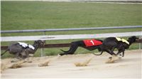 Third_Trial_Racing_2012_Czech_Greyhound_Racing_Federation_DSC07697.JPG