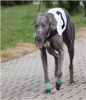 Third_Trial_Racing_2012_Czech_Greyhound_Racing_Federation_DSC07713.JPG