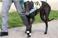 Third_Trial_Racing_2012_Czech_Greyhound_Racing_Federation_DSC07717.JPG